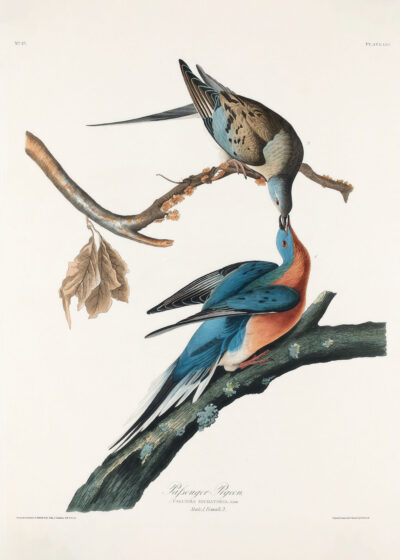 Plakat Gołębie Wędrowne John James Audubon Birds of America