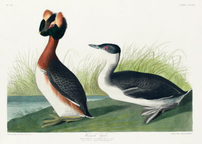 Plakat Perki czubate John James Audubon Birds of America