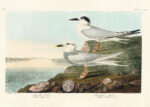 Plakat Rybitwy John James Audubon Birds of America