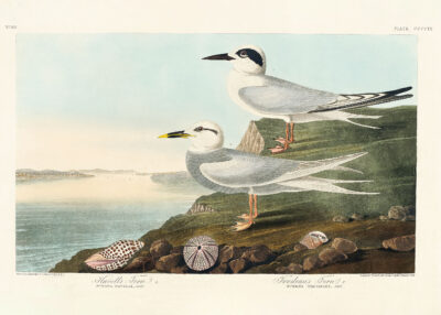 Plakat Rybitwy John James Audubon Birds of America