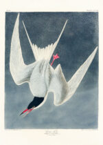 Plakat Rybitwa długosterna John James Audubon ptaki