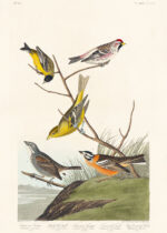 Plakat ptaki Ameryki John James Audubon vintage