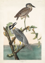 Plakat czapla żółtokorona Audubon Birds of America