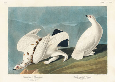 Plakat Pardwy amerykańskie John James Audubon vintage