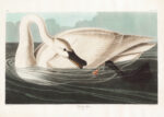 Plakat Łabędź trębacz John James Audubon vintage