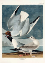 Plakat Mewy Bonapartego John James Audubon vintage
