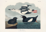 Plakat ptaki morskie John James Audubon vintage