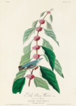 Plakat Cerulean Warbler John James Audubon vintage