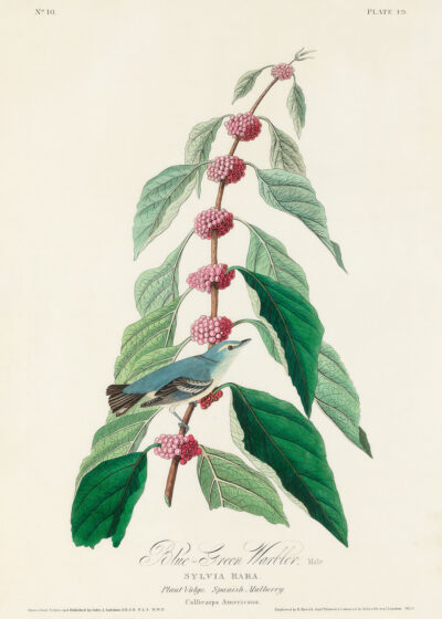 Plakat Cerulean Warbler John James Audubon vintage