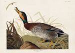 Plakat Kaczka Bemakulated John James Audubon