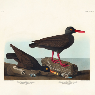 Plakat Ostrygojady czarne John James Audubon ptaki