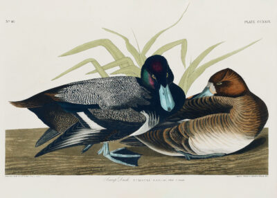 Plakat Głuptak Zwyczajny Birds of America Audubon