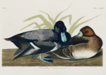 Plakat Głuptak Zwyczajny Birds of America Audubon
