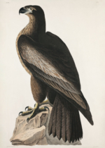Plakat orzeł Audubon Birds of America vintage