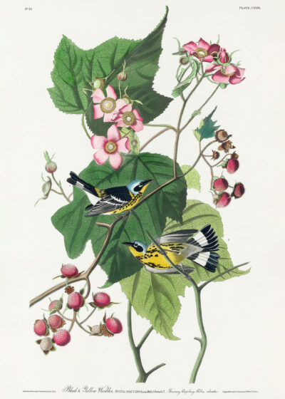Plakat ptaki Audubon Black-throated Blue Warbler