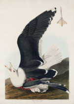 Plakat Mewa czarnogłowa John James Audubon vintage