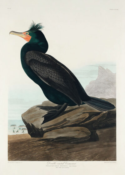 Plakat Kormoran czubaty John James Audubon ptaki