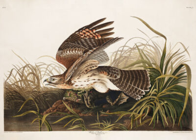 Plakat Jastrząb polujący John James Audubon ptaki