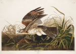 Plakat Jastrząb polujący John James Audubon ptaki