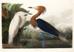 Plakat Czaple John James Audubon Birds of America
