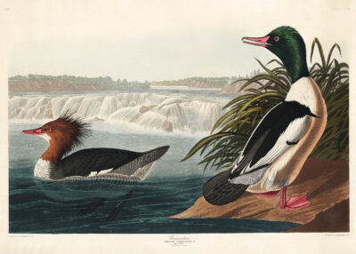 Plakat nurogęsi Birds of America John James Audubon