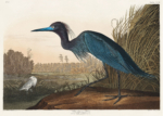 Plakat Czapla błękitna John James Audubon vintage