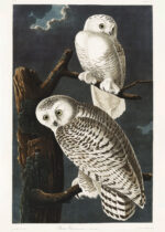 Plakat Sowy śnieżne John James Audubon Birds of America