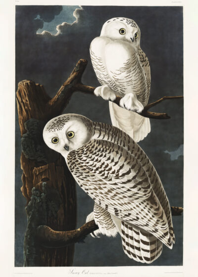 Plakat Sowy śnieżne John James Audubon Birds of America
