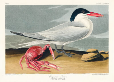 Plakat Ryska kaspijska John James Audubon ptaki morskie