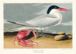 Plakat Ryska kaspijska John James Audubon ptaki morskie