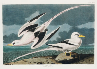 Plakat Tropikalne ptaki morskie John James Audubon