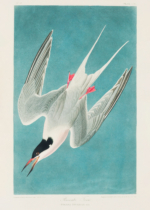 Plakat Rybitwa popielata Audubon Birds of America