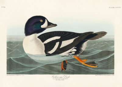 Plakat Gągoł John James Audubon Birds of America