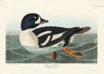 Plakat Gągoł John James Audubon Birds of America