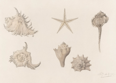 Plakat organizmy morskie Julie de Graag vintage sepia