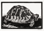 Plakat żółw drzeworyt Julie de Graag czarno-biały