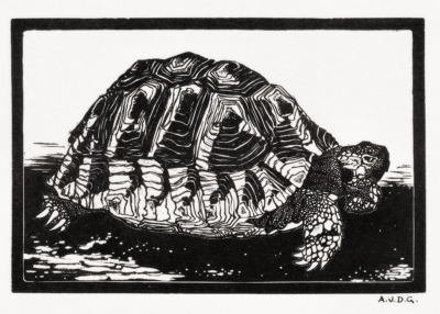 Plakat żółw drzeworyt Julie de Graag czarno-biały
