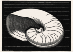 Plakat nautilus muszla Julie de Graag 1921 drzeworyt