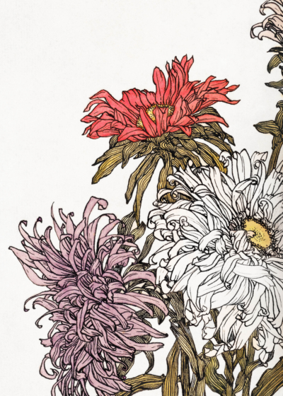 Plakat chrysantemy Julie de Graag botaniczny Art Nouveau