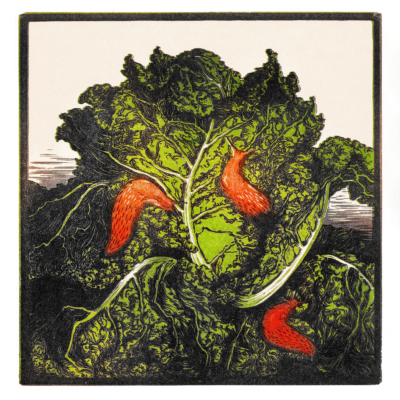 Plakat kapusta Julie de Graag drzeworyt Art Nouveau vintage