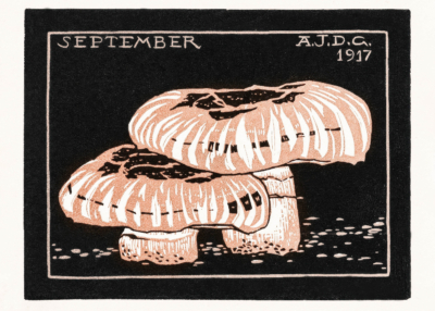 Plakat grzyby Julie de Graag vintage botaniczny 1917