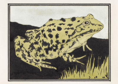 Plakat żaba Julie de Graag vintage drzeworyt natura