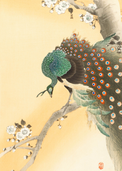 Plakat Paw na kwitnącej gałęzi Ohara Koson japandi