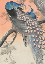Plakat pawie Ohara Koson japoński drzeworyt shin-hanga