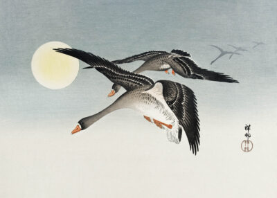 Plakat Dzikie gęsi w locie przy księżycu Ohara Koson