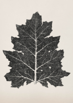 Plakat liść dębu czarno-biały Owen Jones botaniczny
