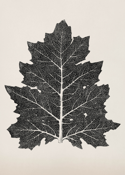 Plakat liść dębu czarno-biały Owen Jones botaniczny