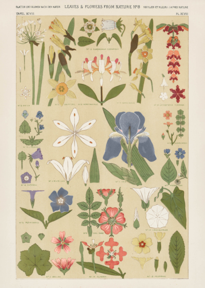 Plakat botaniczny Owen Jones Gramatyka Ornamentu 1856