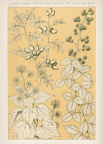 Plakat botaniczny Owen Jones Gramatyka Ornamentu 1856