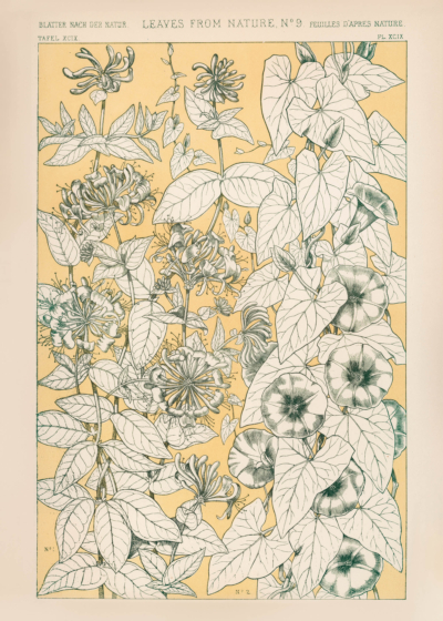 Plakat botaniczny kwiaty powojnika Owen Jones 1856